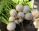 花や野菜の園芸相談いたします 花や野菜のお困り事の相談、初めての方へアドバイス致します。 イメージ4