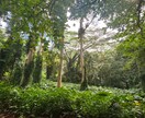 ハワイ旅行のちょっとした疑問にお答えします 不安やモヤモヤ、気軽に聞いてください◎ イメージ6
