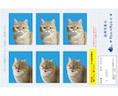 証明写真！うちの子が主役のオリジナル写真を作ります 愛猫・愛犬のかわいさを閉じ込めた証明写真風をお作りします！ イメージ1
