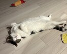 一人暮らしで猫を迎えたい方の相談に乗ります 一人暮らしで猫と暮らして4年。仕事しながら育てるコツを伝授！ イメージ3