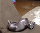 ペットにおすすめ！ビデオからイラストを描きます 動物園や道で見つけた可愛い／面白い動物の動画を一枚の静止画に イメージ3