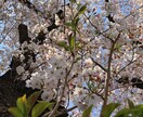 中・高生向け／小論文や志望理由の校正お手伝いします より「伝わる」文章に変えていきましょう。 イメージ1