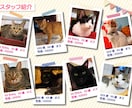 お店用猫紹介一覧チラシ作成します 保護猫団体で選ばれ使われているチラシです イメージ1