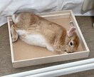 うさぎの癒し写真素材|商用OKます 癒し系うさぎの写真素材|リラックスする可愛い瞬間【商用OK】 イメージ2