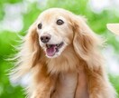 あなたに抱くペットの感情を教えます もっともっとペットと心で繋がるために イメージ2