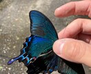 虫の種類・名前お調べします 名前が分からない昆虫の名前、どんな虫かなどお調べします！ イメージ4