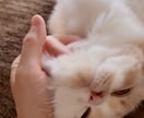 飼い猫さんの気持ちをリーディングします 気になる愛猫の気持ちを教えて！ イメージ4