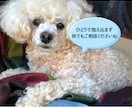 霊感タロット占い☆仕事・恋愛など丁寧に深掘りします 絡まった悩みや不安を整理し、前に進むヒントをお伝えします。 イメージ11