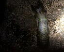 秋からが本番ヤエン釣り、アオリイカ釣り教えます イカの王様！美味なアオリイカ釣りのヤエン釣り教えます イメージ2