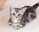 うちの子が1番✨あなたの愛猫の自慢話をお聞きします 誰より猫に癒されたい僕が、とことん猫トークにお付き合いします イメージ3