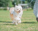 犬【SNS掲載なし】わんちゃんのお写真撮影します 何気ない毎日を、かけがえのないキヲクに。 イメージ4