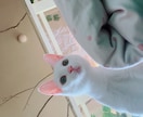 猫ちゃんの画像を格安で提供します お好みのねこちゃんの行動を写真で撮ってご提供します。 イメージ3