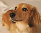 ペットの小さな声を感じ取ってお伝えします ペットの言葉をそのままお伝えします。 イメージ1