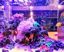 自宅用の海水水槽(アクアリウム)の作り方を教えます 何から始めて良いか分からない方向けにレクチャーします！ イメージ1