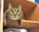 ちょっぴり沈んだ気持ちを軽くします 悩んでいることがあれば一緒に考えていきましょ＾＾ イメージ1