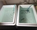 副業に最適！子沢山にするメダカ養殖法を教えます 初心者大歓迎！安心で手間いらず！1日10分のメダ活だけ！ イメージ10
