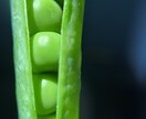 植物、食材を中心に色々な写真を投稿します ミクロの世界への挑戦と探検。まだ見ぬ世界へ。 イメージ4