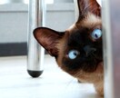 様々なシチュエーションで使える猫の画像集めます 可笑しい!可愛い!!癒される!!50枚セットでお渡しします イメージ1