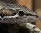 爬虫類の飼い方教えます いままでに15匹の爬虫類達を飼ってきました イメージ1