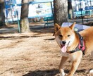 柴犬の写真撮ります 散歩行けば「イケメンだね」と声をかけられる4歳のオスです イメージ5