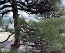 庭木の剪定、写真で相談できますます この木、切っていい？写真で解決 イメージ2