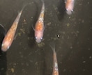 メダカのお悩み全て相談に乗ります 飼育、生殖のできる身体、、採卵道具、稚魚飼育、越冬など全て イメージ1