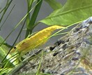 アクアリウムについてのお悩み解決致します アクアリウム初心者必見！現状のお悩みしっかり解決致します！ イメージ1