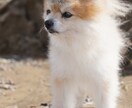 全画像納品！愛犬との家族写真撮影します 愛するわんちゃんとの思い出を残しませんか？ イメージ7