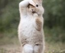 あなたのペットやキャラを踊らせることができます わんちゃんやハムスターなどほとんどの動物やキャラは可能です。 イメージ8