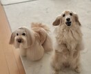 愛犬の声を聞いた手作りごはんをお伝えします 手作り初心者さんでも簡単にできる栄養満点レシピ イメージ8