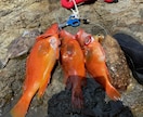 初めての魚突きをゼロからサポートします 経験者が安全な始め方と道具選びを丁寧にサポート イメージ5
