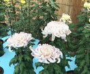 はなかい【3ヶ月分】お花購入で金運アップ目指します 指定の日時にお花を購入して開運、気軽に実践【おまじない】 イメージ2