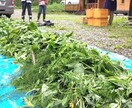 リバウンドを見越した酵素断食のやり方を教えます 自分専用「無添加・自然派」エンザイムダイエット イメージ2