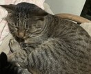 いつでも、誰にも話せないような事でも、聞きます 一人で抱え込まず話をしてみませんか？癒す自信はありますよ。 イメージ1