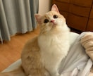 飼い猫さんの気持ちをリーディングします 気になる愛猫の気持ちを教えて！ イメージ2