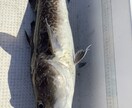 ボート釣りノウハウ教えます 釣り歴30年プレジャーボート乗ってます。 イメージ7