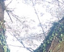 人間より長寿の❀桜の樹その精霊に貴方の幸せ聴きます 万物の一部である貴方♥桜の木からのメッセージ聴いてみませんか イメージ3
