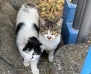 一人暮らしで猫さんを飼っている方のご相談に乗ります 猫を初めて飼うのに不安な方、多頭飼育、しつけのお悩みなど イメージ2