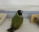 ペットのお悩み一緒に解決します 飼育環境、飼育方法、しつけ、何でも伺います イメージ3