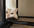 猫の素材写真を提供します ねこの日常の写真を撮影しています。三毛猫、白猫など イメージ1