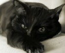 ペットの写真をイラスト化します ペットの思い出を残したい方に。 イメージ3