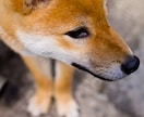30年の霊視経験で【ペットの気持ち鑑定】を行います 犬猫の本音と行動の裏にある想い、虹の橋の子との繋がりも視ます イメージ4