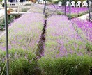相談歴13年、お話を聞きます どうしたら良いか分からない、良く分からない… イメージ1