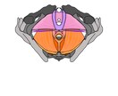 医学的知識に基づき様々な解剖学イラストを描きます テキスト・教本納品実績あり！商用OK！ イメージ9