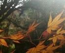 ビジネスサービス写真提供します HPや広告などにベストな写真ありの詩集いりなどいかがですか？ イメージ2