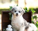 出張でペットの撮影します わんちゃんの写真を公園やお気に入りの場所で撮影します！ イメージ4