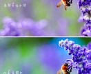 写真加工各種承ります 曇り空も晴天に！お写真を色鮮やかに加工させて頂きます♪ イメージ3