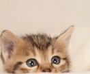 あなたの大切な子のお話お聴きします 愛おしさも、迷いも、悲しみも。どんな想いも受け止めます イメージ8
