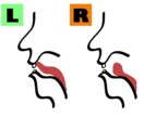 もう聞き返されない！LとRの発音矯正します ハワイ大修士が言語習得の理論で教える、独自の最短改善メソッド イメージ1