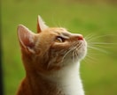 愛猫飼育スペシャリストが猫の疑問にお答えします 猫との生活で気になることなどニャンでもご相談ください⭐︎ イメージ3
